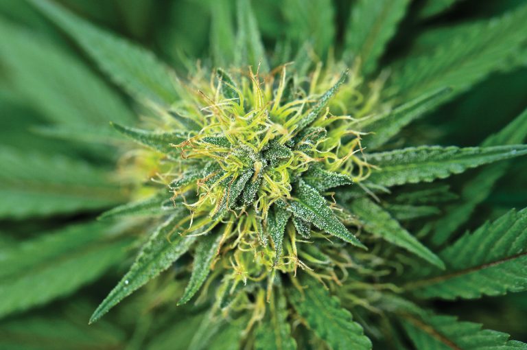 CLEVER LEAVES A leading multinational cannabis operator