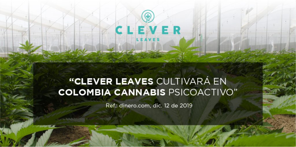 CLEVER LEAVES Clever Leaves is a leading multinational operator and