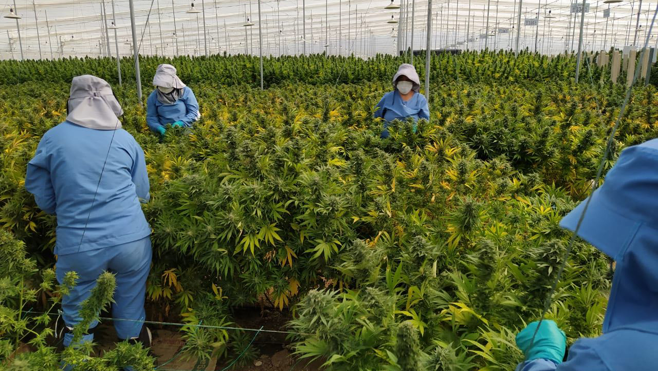 medical cannabis farm