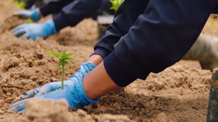 Cannabis planting