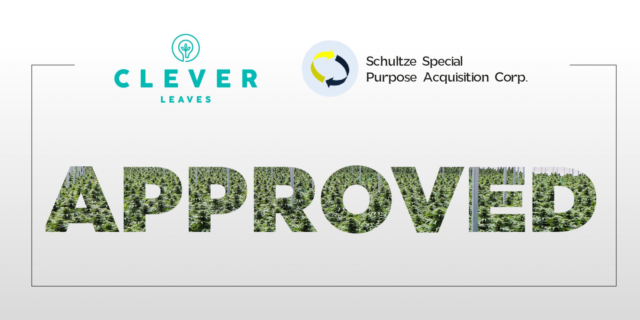 CLEVER LEAVES A leading multinational cannabis operator
