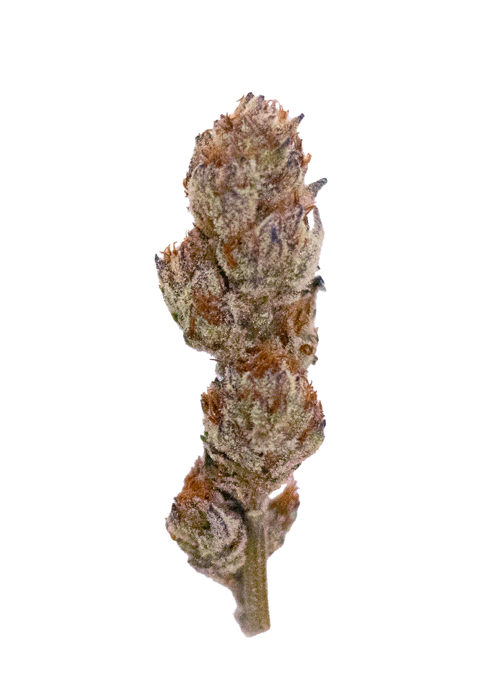 Gif1_Purple Dos (PS-60)