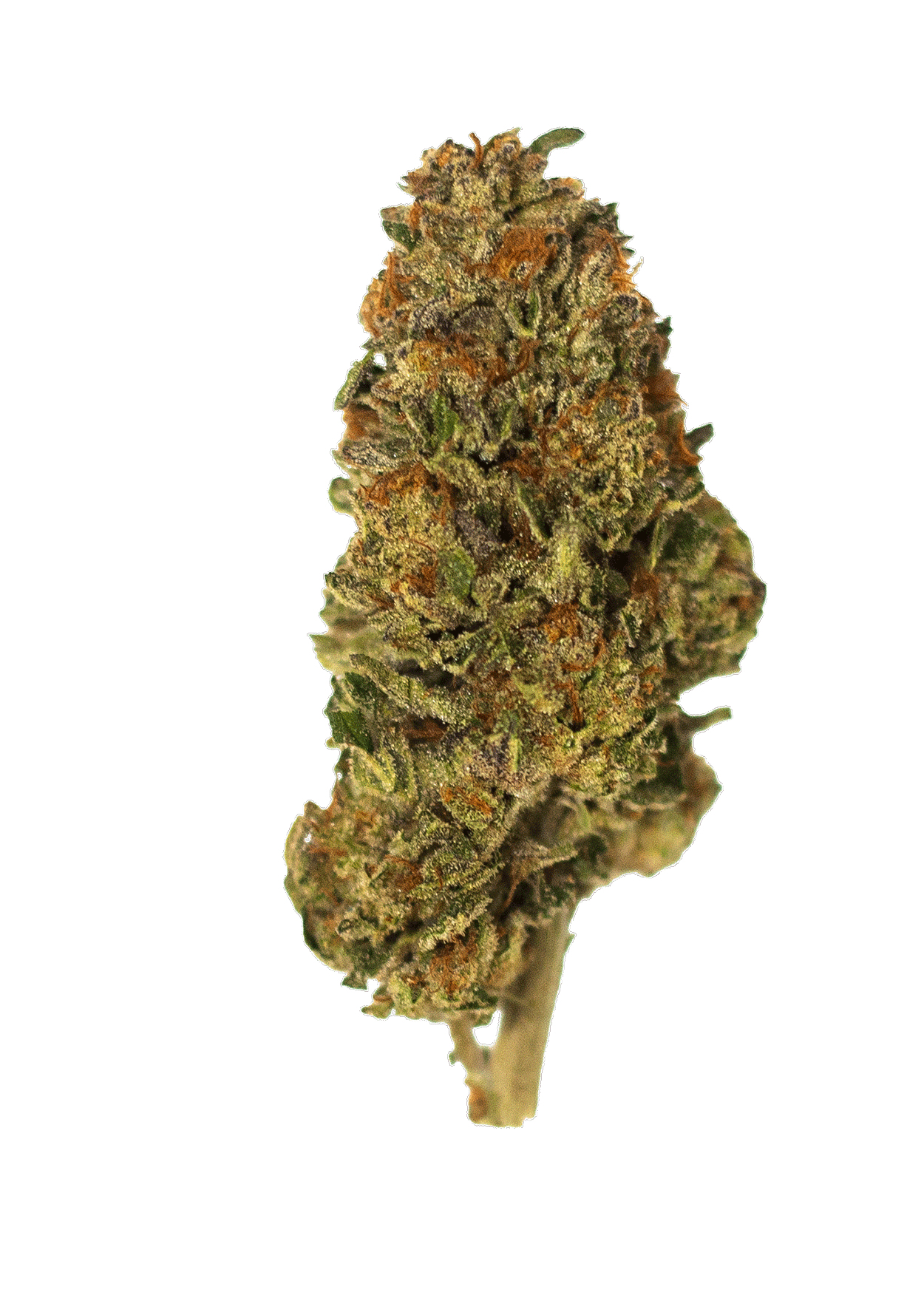 gif-gulupa